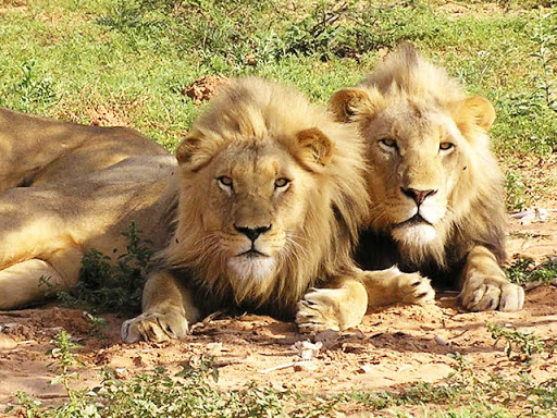 WILDLIFE & PILGRIMAGE GUJARAT